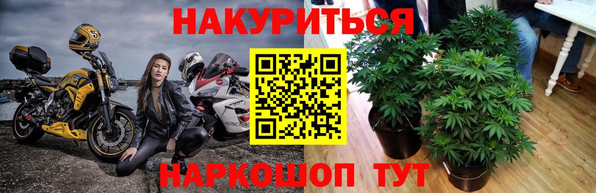 Каннабис сатива Чернушка